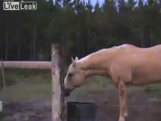 Man Running away from a Cow LOL ☻