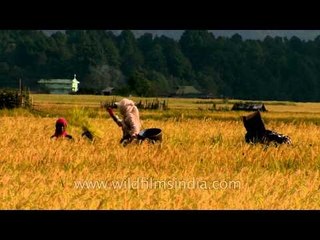 Getting the grains of rice from the paddy crops