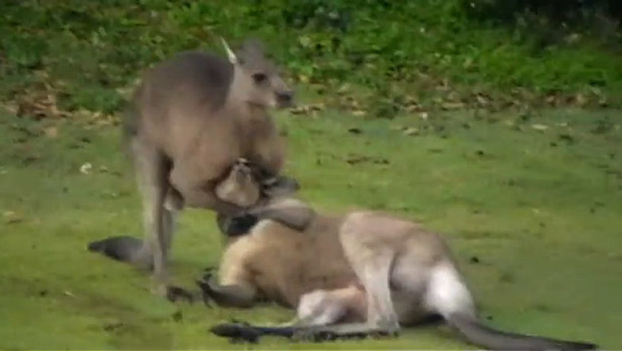 Kangourou étouffe un autre kangourou
