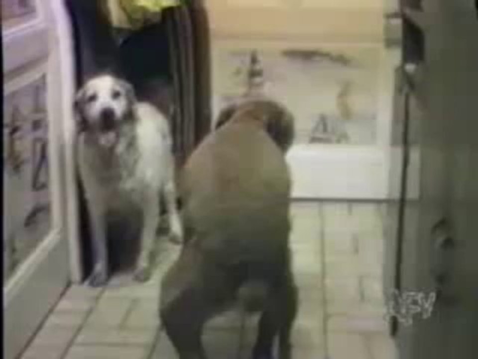 Funny Animal Video