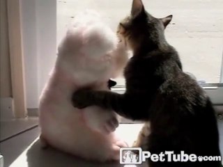 Kitty Kisses Pet Pig