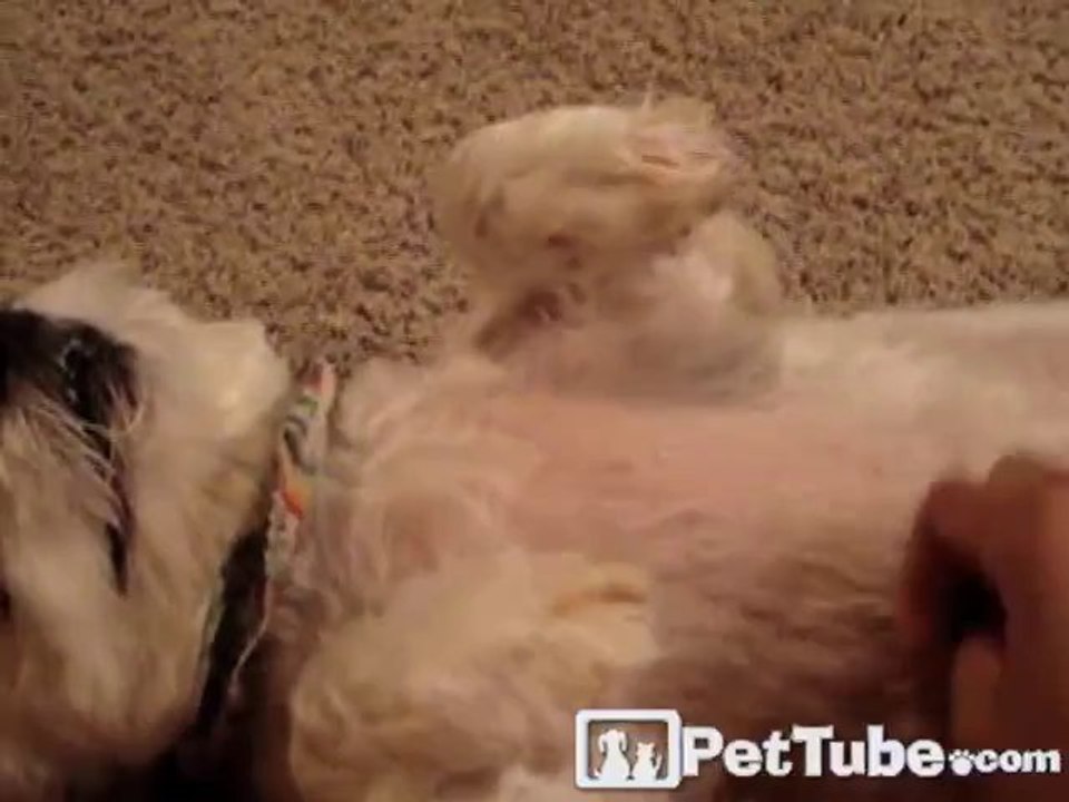 Dog BEGS for a Belly Rub