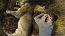 Lion Hug : This guy plays with lions.