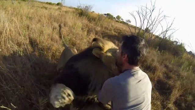 Ce gars joue avec 2 lions. En mode Gros calin!