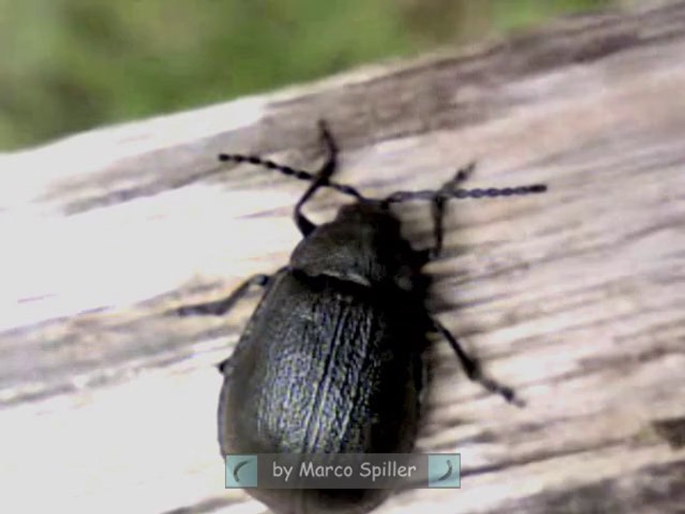 Galeruca tanaceti