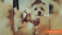 Cutest Halloween Costumes for Dogs