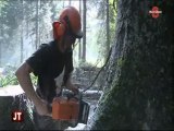 Entretien des forêts privées de la Vallée du Haut-Giffre