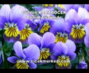 Gülden   KARABÖCEK   - Benim gözümde
