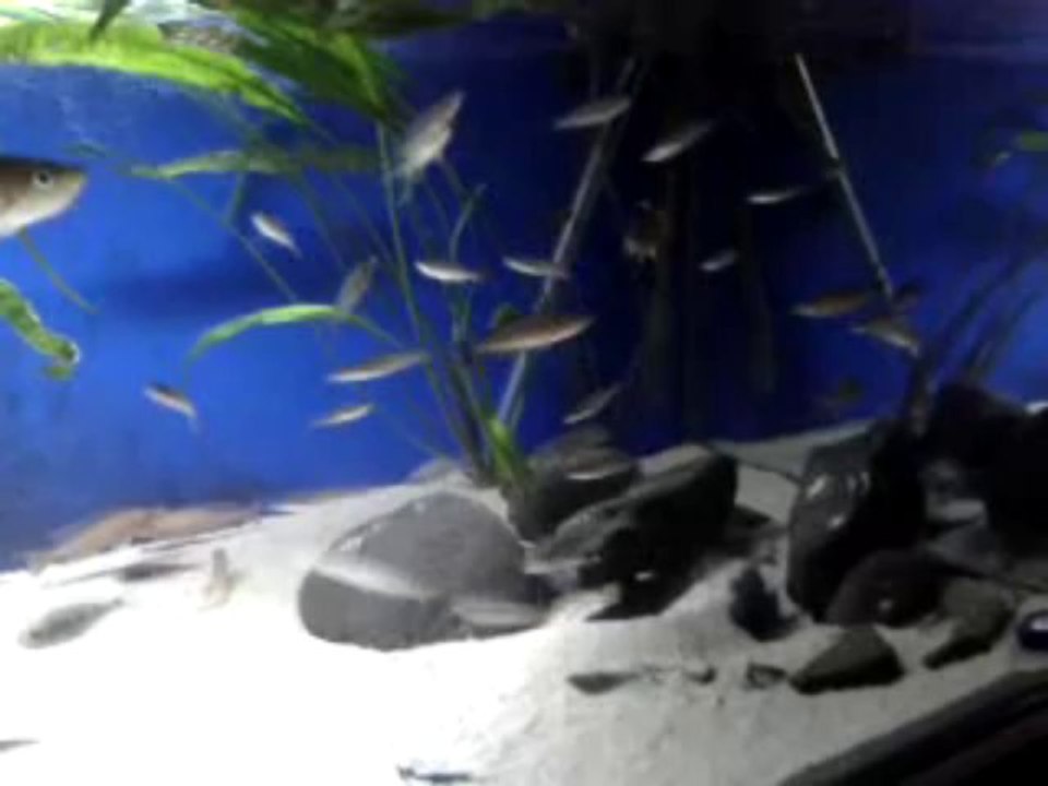 F0 Leptosoma Jumbo Katate