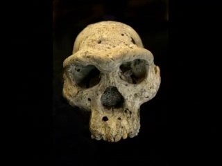 Por este cráneo de 1,8 millones de años cuestionan historia de la evoluón humana