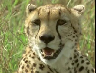 Predators - The Killing Queen