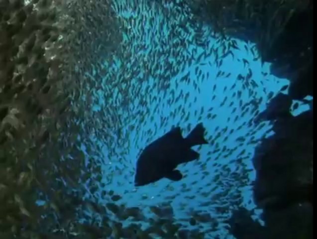 Killing for a Living - Sharks