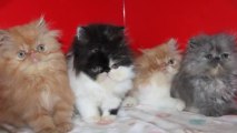 chatons 2013 a trois semaines