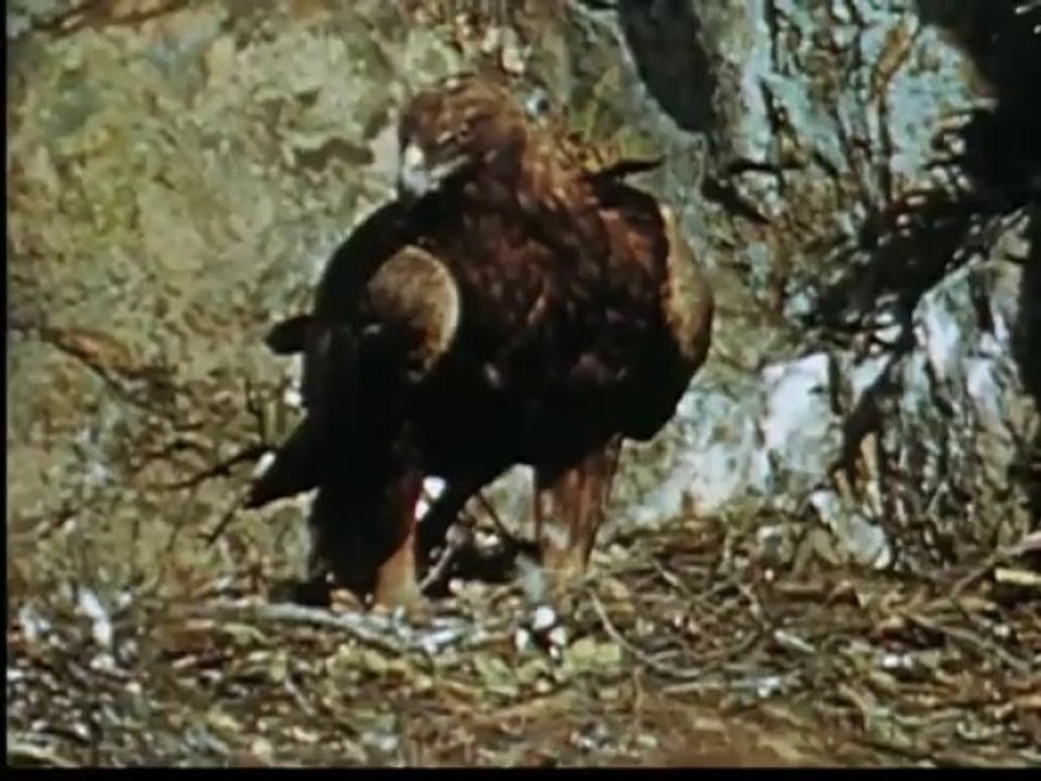 Golden Eagle Documentary