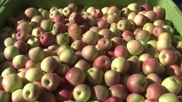 Des pommes, du riz et du vin au menu de la 16e foire d'Aigues Vives.