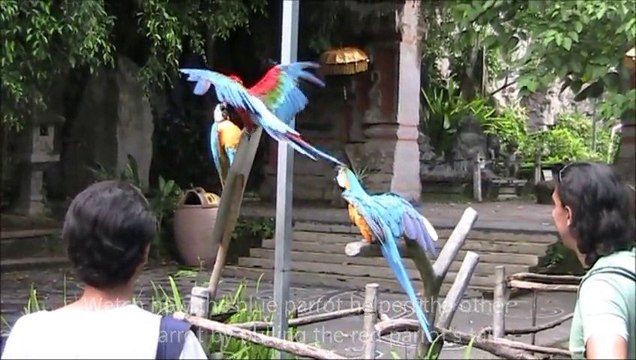 Shocking Parrot Behaviour Sometimes Seen in Humans - Bali Safari and Marine Park Part 5