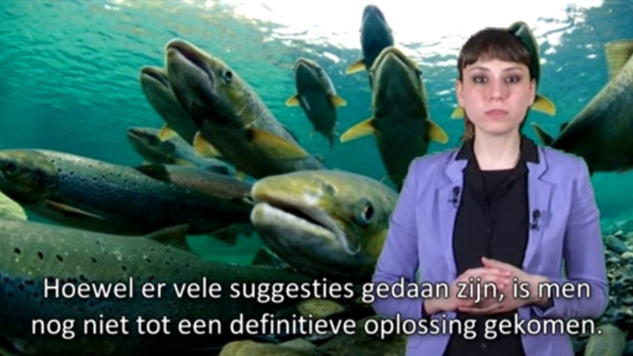 De Zalm Vis