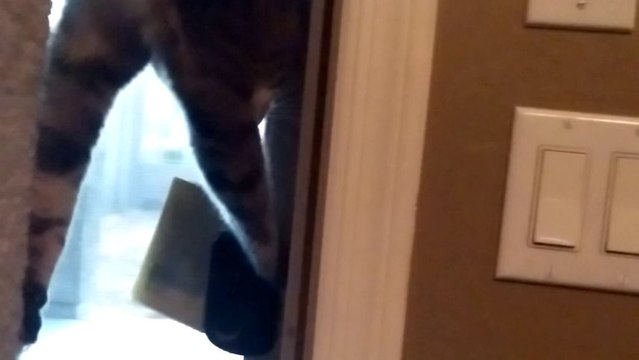 Clever Cat Tries To Open Back Door