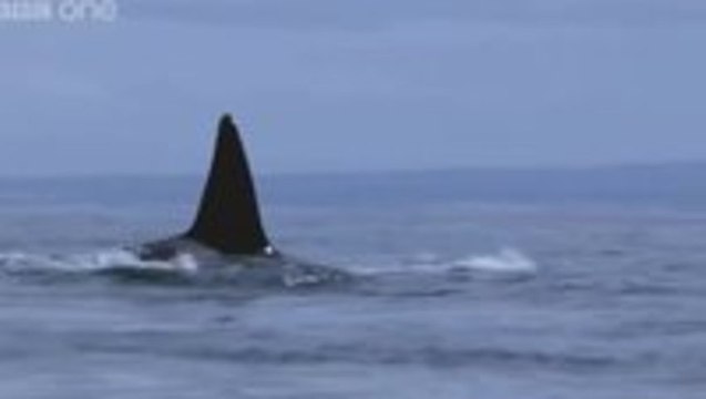 Humpback whales' attempt to stop killer whale attack