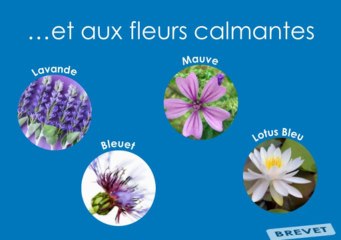 CONCENTRE APAISANTS CAMOMILLE DOCTEUR RENAUD HAPPY COSMETIQUE