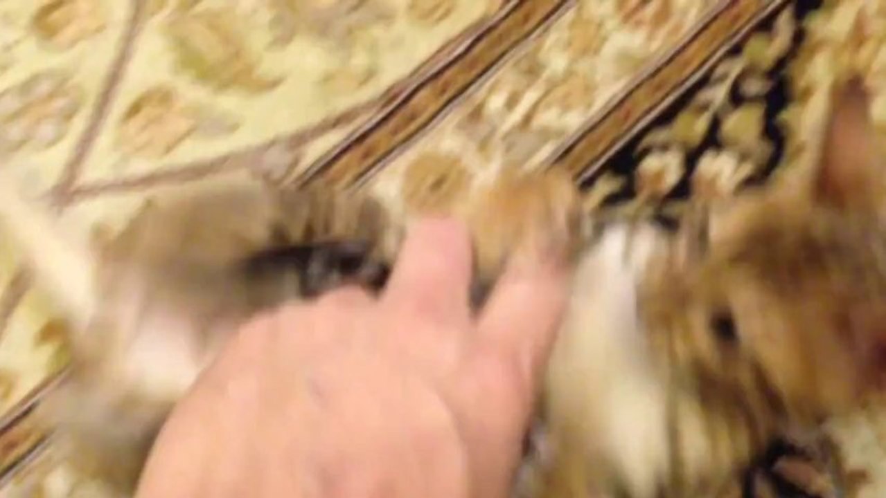 Un bébé chat qui joue comme un chien : Va chercher!!!