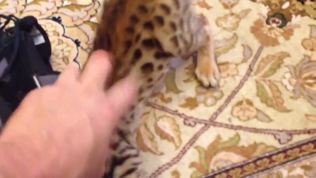 Bengal Kitten, Go get it!.... A real dog!!