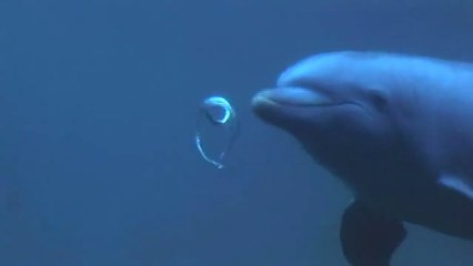 Dolphin Bubbles * An Amazing Behavior