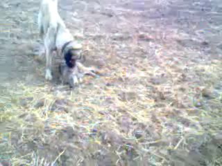 Video0045