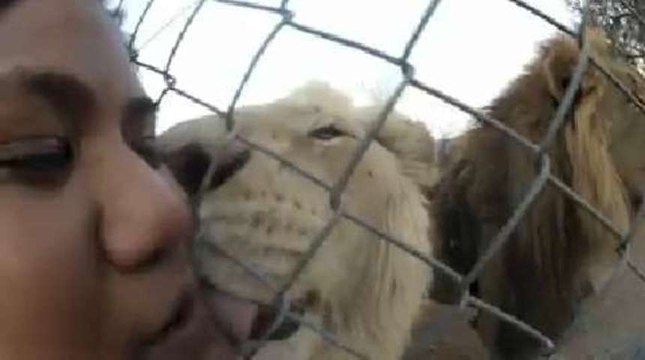 Se laisser lécher la joue par un lion - 18/10