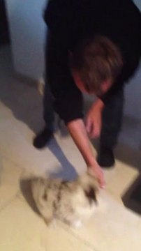 Femelle rouge merle queue longue née le 30 août 2013 OF THE FEERIQUE WORLD