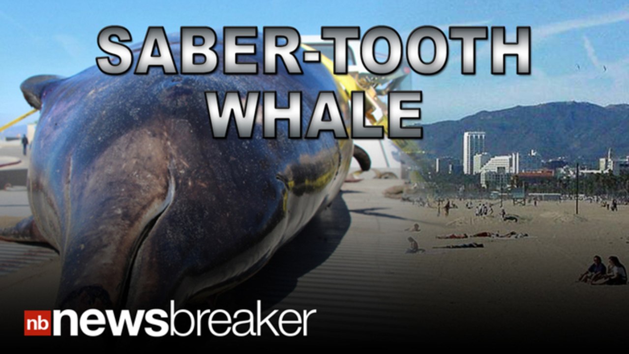 SABER-TOOTH WHALE: Rare Marine Creature Found Washed Up on Southern California Beach