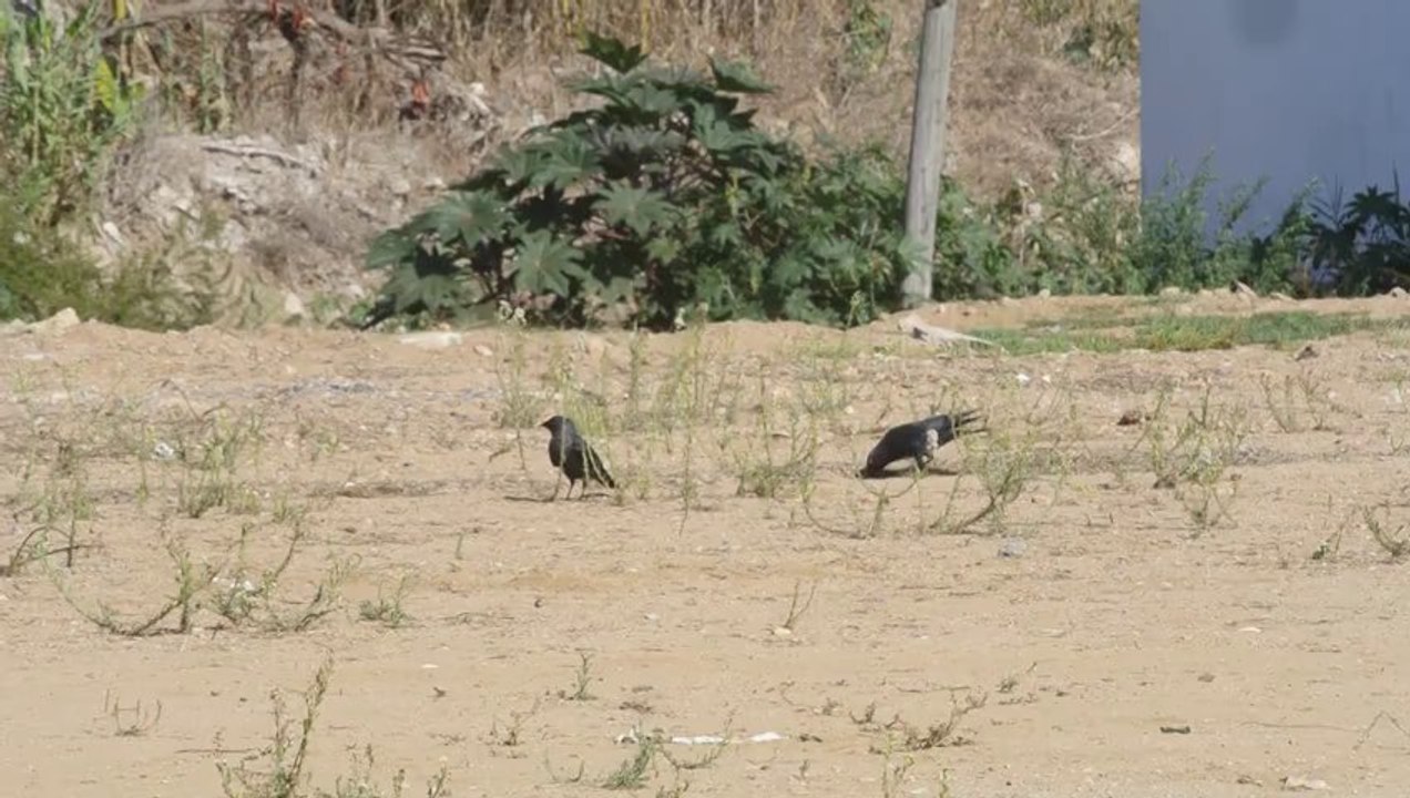 OISEAUX MIGRATEURS