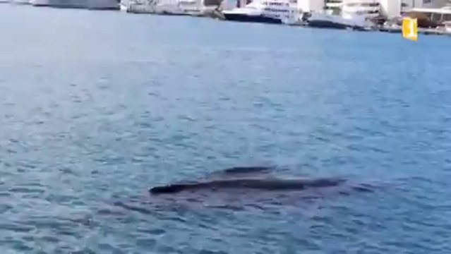 Des baleines dans le port de Papeete ! Tahiti 18 10 2013 Polynesie 1ere