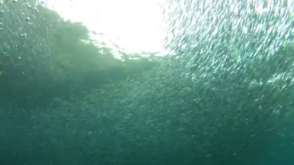 Banc d'anchois pendant la Gonthier