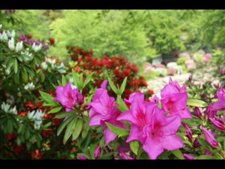 DEUTERONOMIO CAP 28 - A BIBLIA NA LINGUAGEM DE HOJE