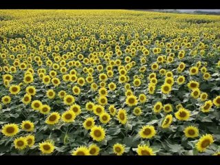 DEUTERONOMIO CAP 31 - A BIBLIA NA LINGUAGEM DE HOJE