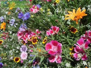 DEUTERONOMIO CAP 32 - A BIBLIA NA LINGUAGEM DE HOJE