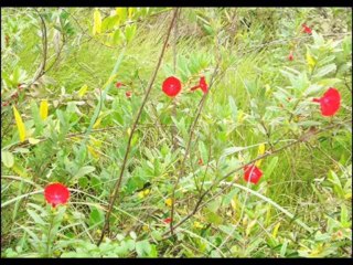 DEUTERONOMIO CAP 34 - A BIBLIA NA LINGUAGEM DE HOJE