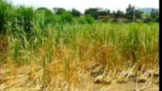 DIARIO NOTICIAS Viernes 18 de Octubre de 2013