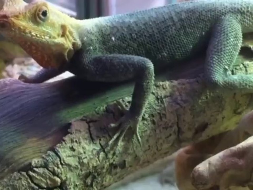 agama.mp4video
