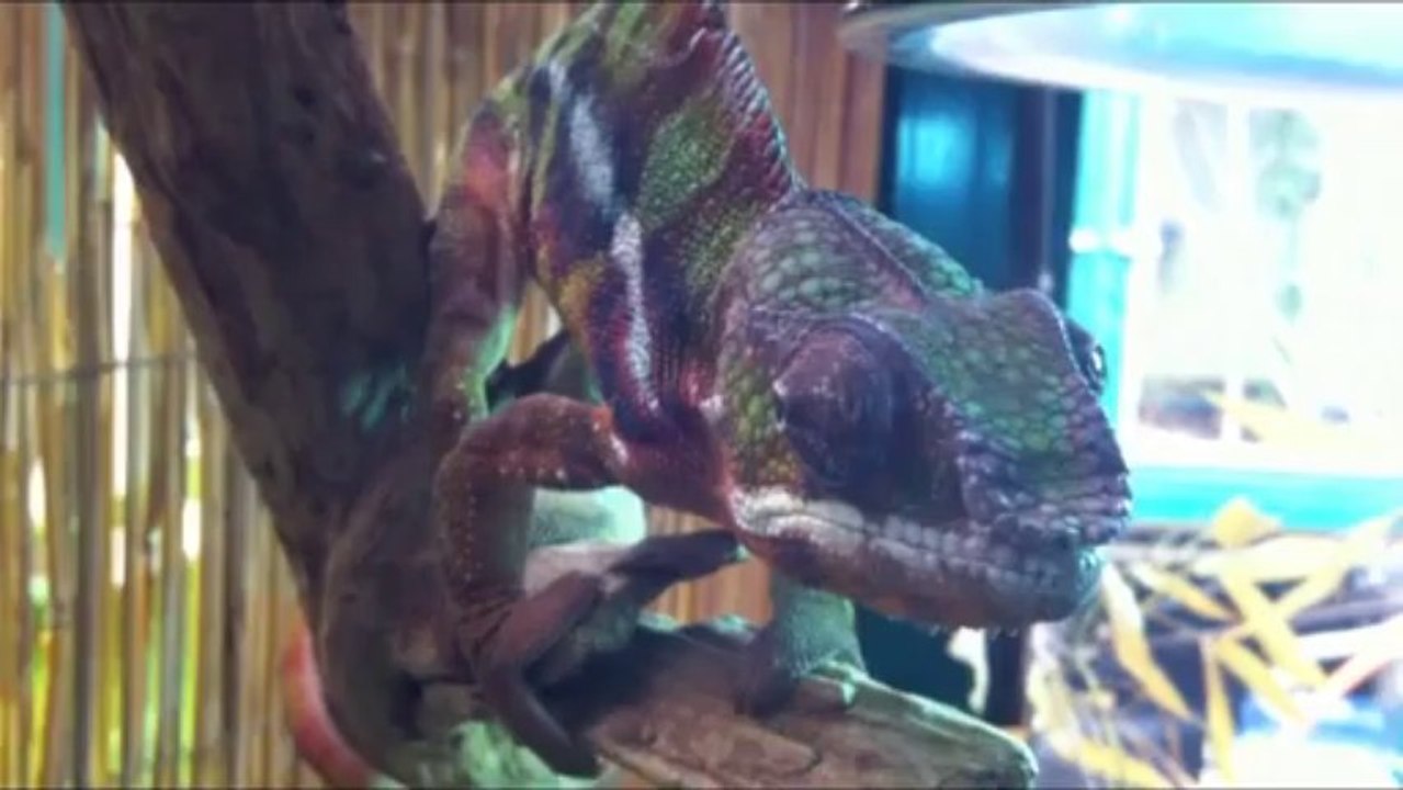 reptiland caméléon furcifer.mp4video