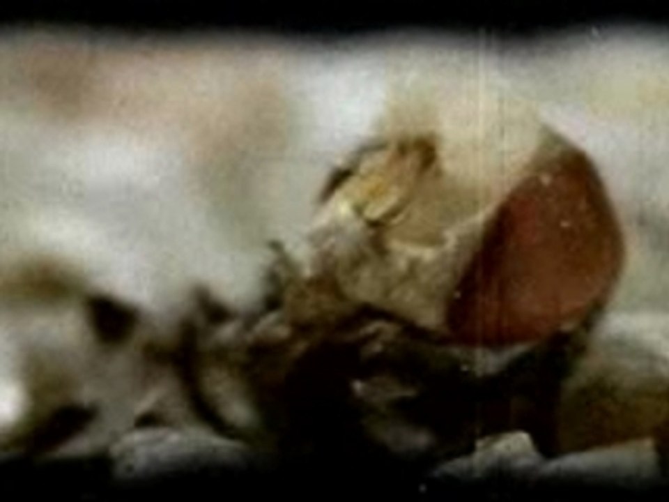 SlipKnoT-Wait And Bleed(version poupée)