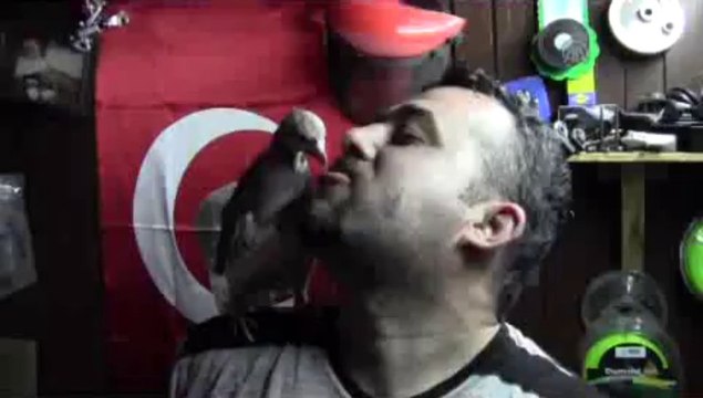 Kınalı kekliğini ağzıyla besliyor