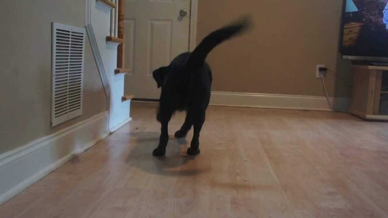 Dog Gets Trolled by a Bug