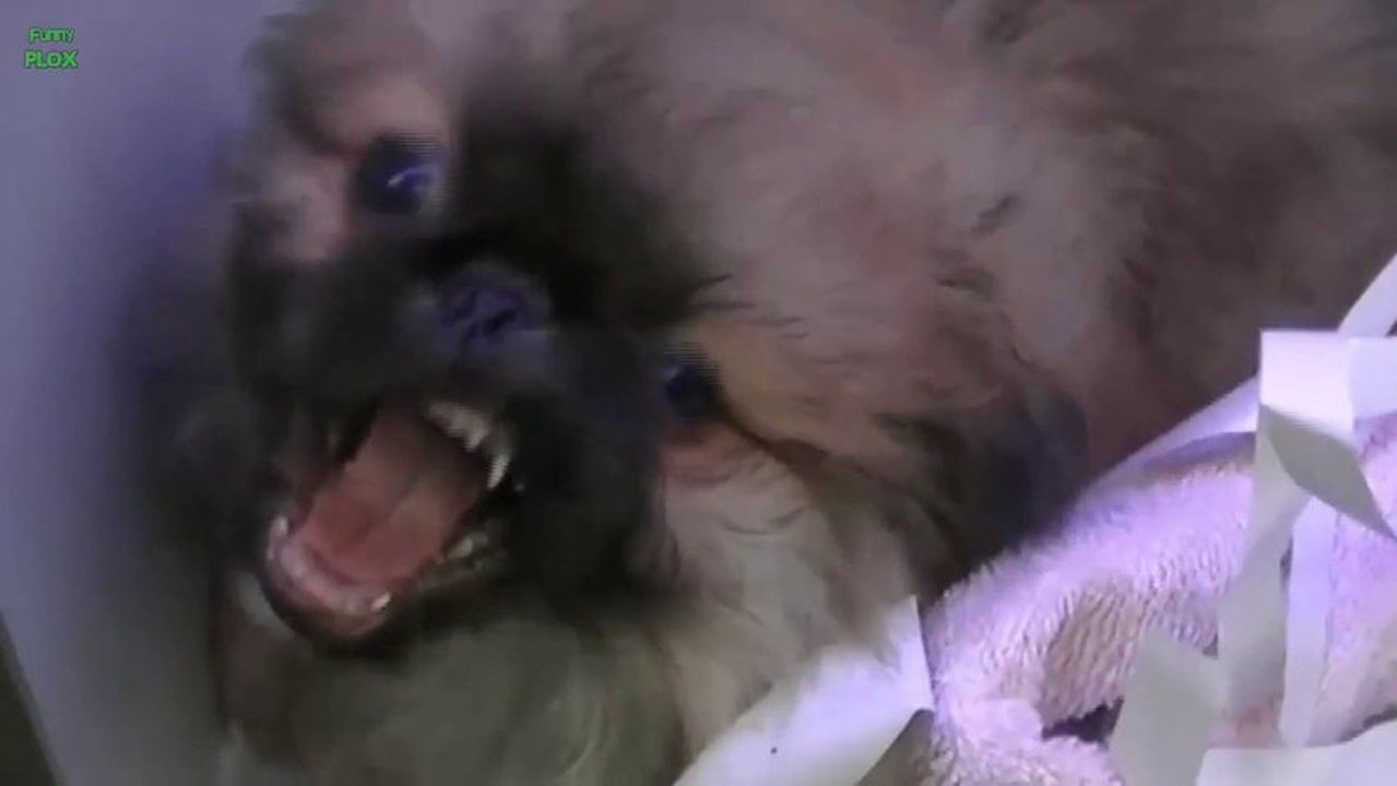 Animals Funny Faces! Dogs, cats, Weird faces!