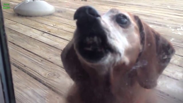 Grimaces d'animaux : chien, chats en mode Tête bizarre !