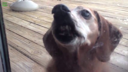 Grimaces d'animaux : chien, chats en mode "Tête bizarre"!