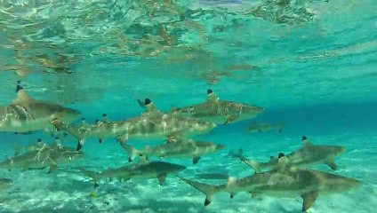 Tahiti - A la rencontre des requins et baleines