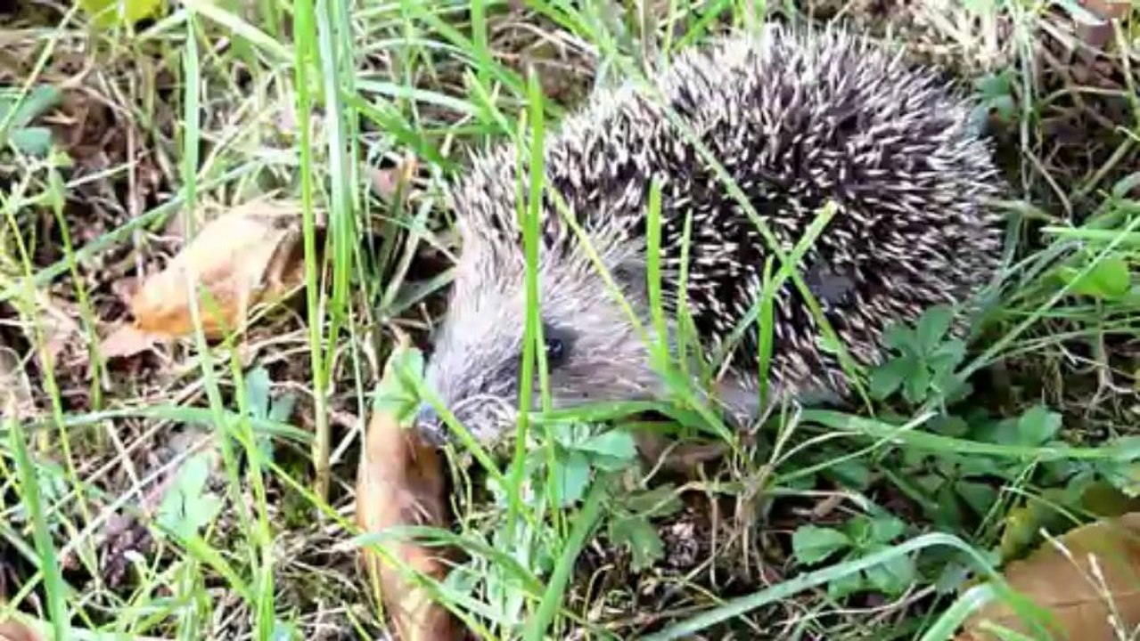 Mon petit hérisson !