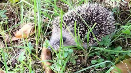 Mon petit hérisson !